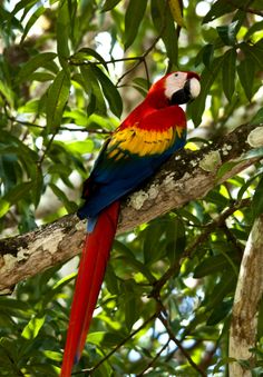 A colorfull macaw parrot perched on a branch