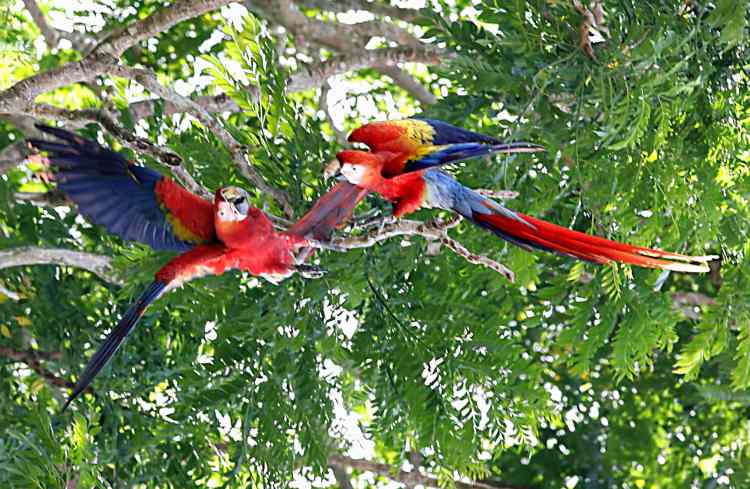 Scarlet_Macaw_Wild_OSA_Costa_Rica